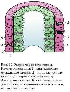 Кракен нет